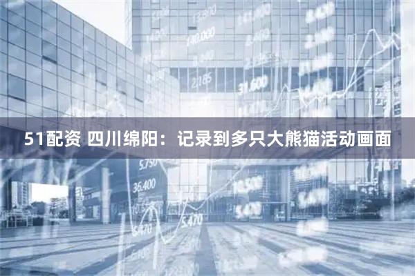 51配资 四川绵阳：记录到多只大熊猫活动画面